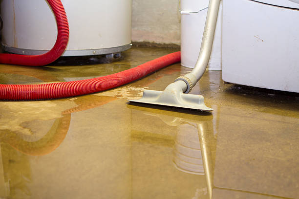 Best Professional water damage repair  in , TN