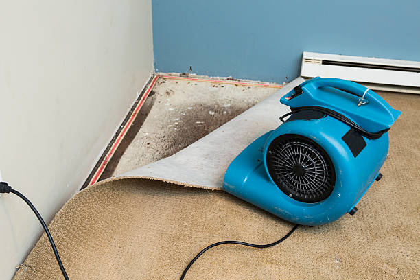 Best Basement water damage restoration  in , TN